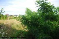 Imagine atasata: Timisoara Plaza Center - 2015.07.28 - 05.jpg